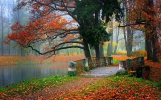міст, осінь, листя, дерева, шлях