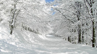 winter, mountain, snow, trees, road, sun, sky, blue