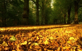 осінь, дерево, листя, рок, зелений, патч