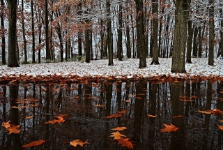 зима, пізня осінь, парк, сніг, перший сніг, листя, відображення