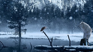 owl, wolf, snow, trees, ice, forest, wild