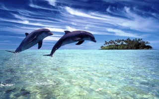 Дельфін, океан, води, море, стрибати
