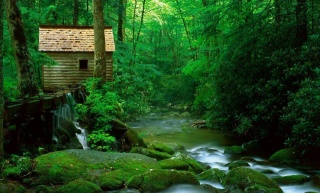 forest, river, stones, moss, shack