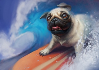 dog, picture, surfing, the situation, extreme, wave, Pug