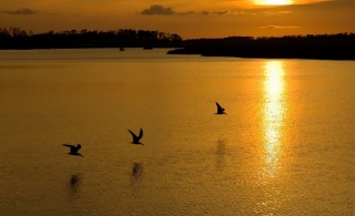 sunset, river, birds, the shore, creative