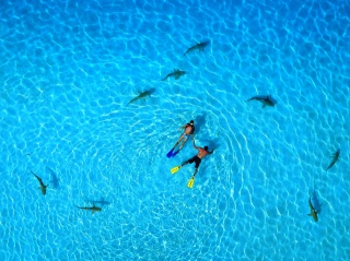 people and sharks, French Polynesia