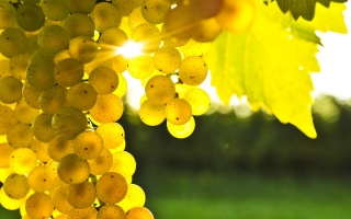 виноград, золотий, дерево, сонце освітлює, листя