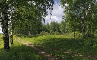 road, birch, summer, nature
