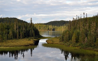 Forest lake, coniferous forest, clouds