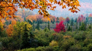 příroda, krásně, les, hory, listy, podzim