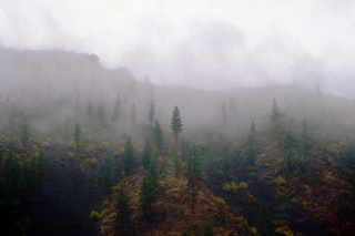 fog, wooded hills, gloomy morning