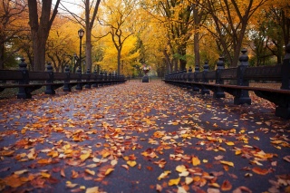 парк, дерева, жовте листя. йде вдалину алея, усипана листям, лавки, огорожа, ліхтарі