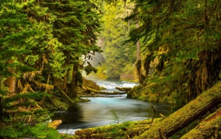 природа, гірська річка, ліс, гори, красиво