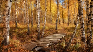 birch grove, path with rickety walkways, Golden autumn, easy sadness