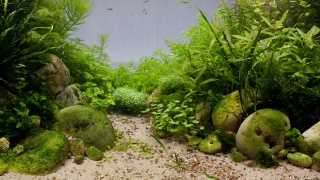 aquarium, algae