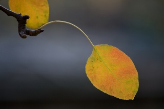 macro, sheet, autumn, branch, beauty