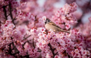 příroda, jaro, třešeň, květiny, pták, vrabec, dárek, makro, foto, pozitivní