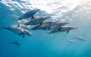 dolphins, theme, photo, under water, beautiful, the ocean, positive
