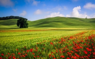 příroda, pole, pšenice, květiny, maki, strom, kopce, krásně, zelené pozadí, nebe, mraky