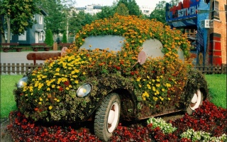 beetle, flowers, flowerbed, garden
