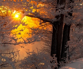 winter, snow, trees, branches, the sun, ray, beauty