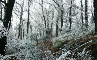 grass, frost, trunks, snow, frost, trees, forest, winter, branches