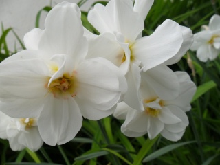 flowers, Narcis