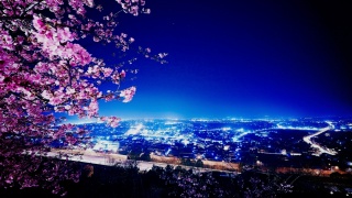 the city, city, building, night, lights, Sakura