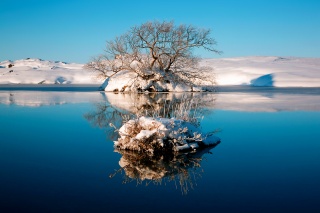 landscape, winter, the lake, tree