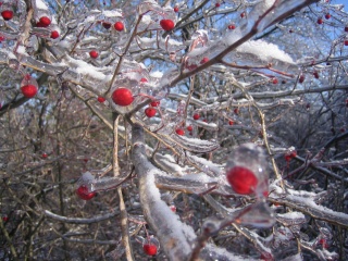 зимняя ягода, глёд