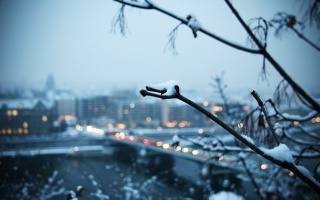 сніг, місто, гілка