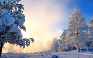 зима, лес, снег, закат, свет, мороз