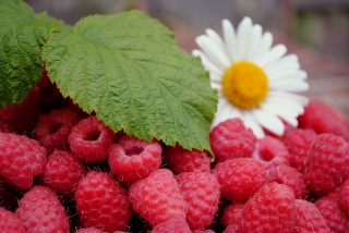 raspberry, berries, flower, chamomile, leaves