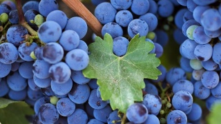 виноград, Листок, зелень, синий, лоза, красиво