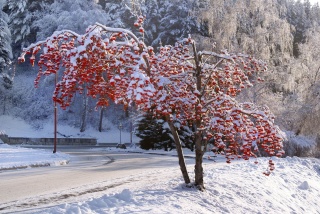 зима, дерево, Белокуриха, Алтай