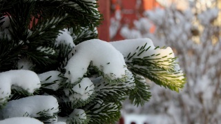 New year, tree, winter