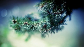 New year, tree, winter