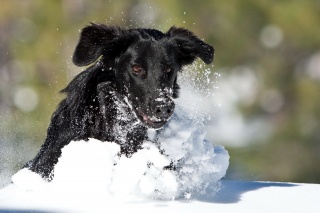сніг, собака, зима, біг