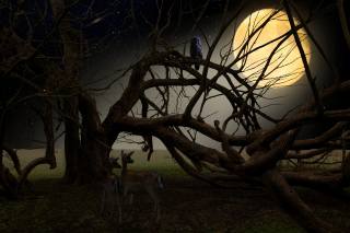 branches, night, the moon, Owl, Deer
