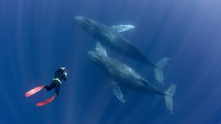 whales, underwater world