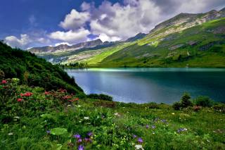 the lake, mountains, Switzerland, meadows, Engstlen, lake, Alps, grass, nature