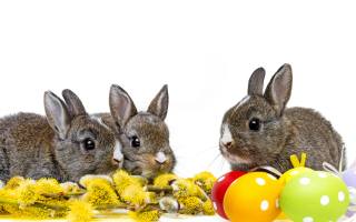 small, gray, rabbits, with, веткой, willow, and, крашеными, яйцами, on, white, background