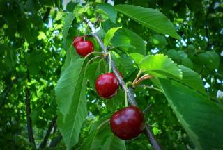 cherry, leaves, May