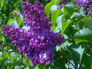 lilac, spring, day