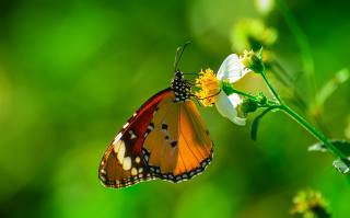 motýl, Motýl, Метелик, květina, makro