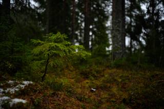 Finsko, les, stromy, rozostření pozadí, příroda