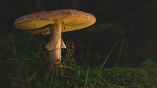 mushroom, moss, darkness
