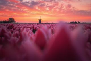 the Netherlands, Holland, nature, landscape, spring, plantation, flowers, tulips, mill, morning, dawn