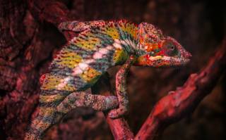 Colorful, chameleon, sitting, macro