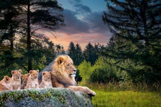 lion, cubs, forest